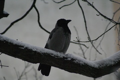 Corvus cornix