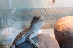 Pogona vitticeps