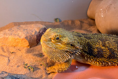 Pogona vitticeps