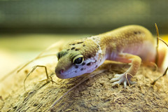 Eublepharis macularius