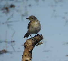 Conopophila albogularis