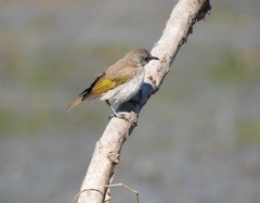 Conopophila albogularis
