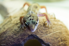 Eublepharis macularius