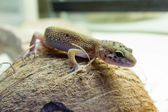 Eublepharis macularius