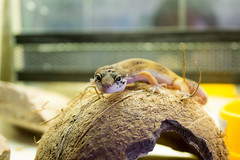 Eublepharis macularius