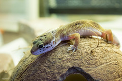 Eublepharis macularius