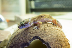 Eublepharis macularius