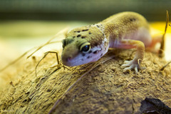 Eublepharis macularius