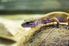Eublepharis macularius