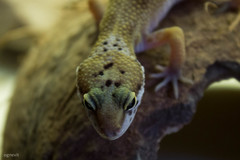 Eublepharis macularius