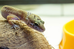 Eublepharis macularius