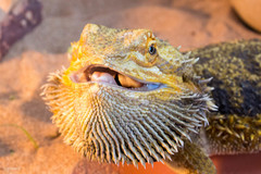 Pogona vitticeps