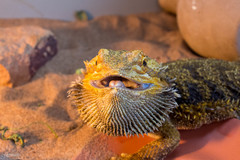 Pogona vitticeps