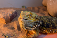 Pogona vitticeps