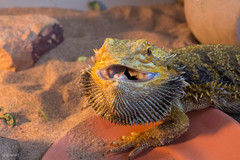 Pogona vitticeps
