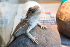Pogona vitticeps