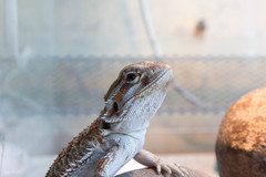 Pogona vitticeps
