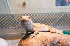 Pogona vitticeps