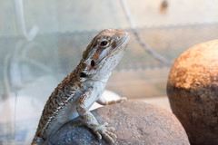 Pogona vitticeps