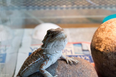 Pogona vitticeps