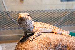 Pogona vitticeps
