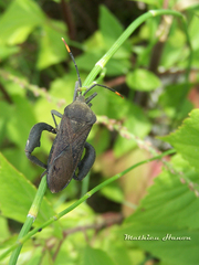 Anoplocnemis phasianus