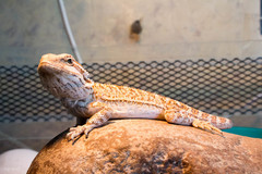 Pogona vitticeps