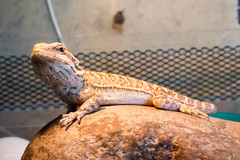 Pogona vitticeps