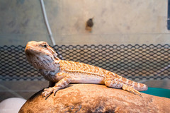 Pogona vitticeps