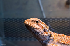 Pogona vitticeps