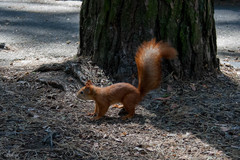 Sciurus vulgaris