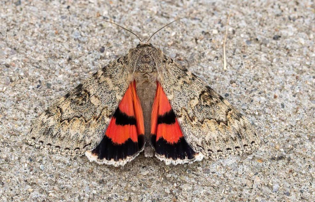 Semirelict Underwing Moth