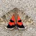 Semirelict Underwing Moth - Photo (c) Thaddeus Charles Jones, some rights reserved (CC BY-NC), uploaded by Thaddeus Charles Jones