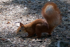 Sciurus vulgaris