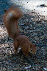 Sciurus vulgaris