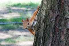 Sciurus vulgaris