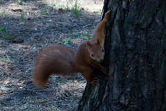 Sciurus vulgaris