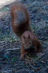 Sciurus vulgaris