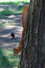 Sciurus vulgaris