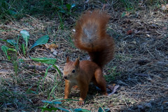 Sciurus vulgaris