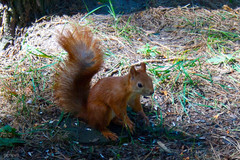 Sciurus vulgaris