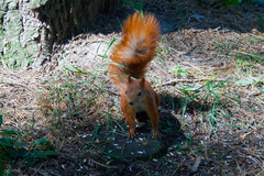 Sciurus vulgaris
