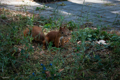 Sciurus vulgaris