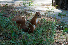 Sciurus vulgaris