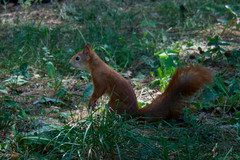 Sciurus vulgaris