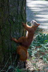 Sciurus vulgaris