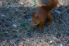 Sciurus vulgaris