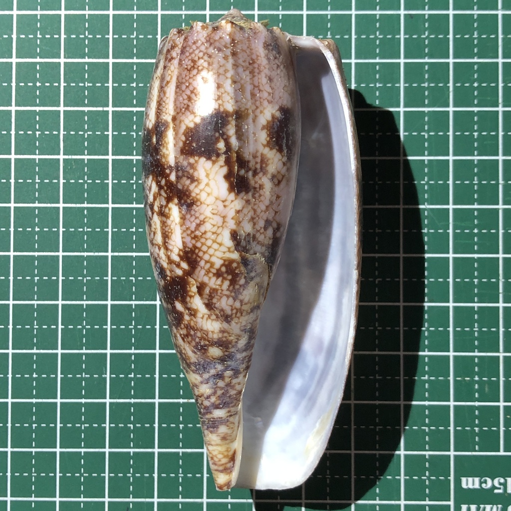Geographer cone