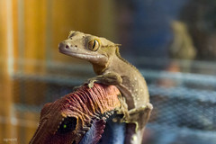 Correlophus ciliatus