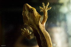 Correlophus ciliatus